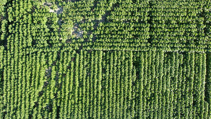 fields with harvest ukraine filming from a drone