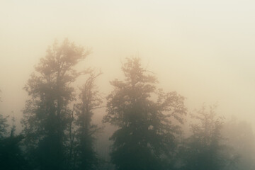 silhouettes of trees in the fog