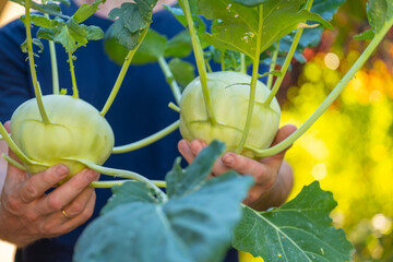 Kohlrabi with leaves in male hands.Green healthy farm bio vegetables.Fresh big kohlrabi from own...