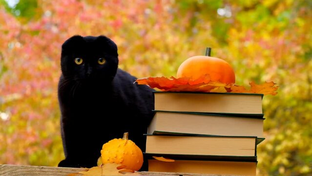 Halloween books and black cat.Halloween holiday symbol. Stack of books,pumpkins and and black kitten in the autumn garden.Scientist cat. Halloween stories, fairy tales and legends.Autumn cozy reading