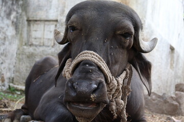 Fototapeta premium Face close-up of buffalo 