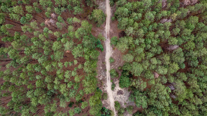road through a green pine forest shot from a drone, Ukraine