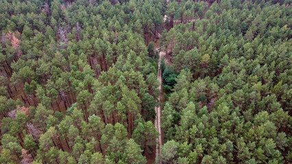 road through a green pine forest shot from a drone, Ukraine