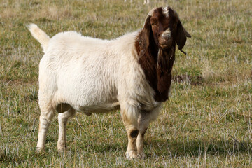 Boer goat ram on a Karoo farm - kept for stud purposes on a Karoo farm, South Africa