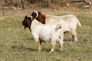 Obraz premium Boer goat rams at pasture, resting after being put to stud