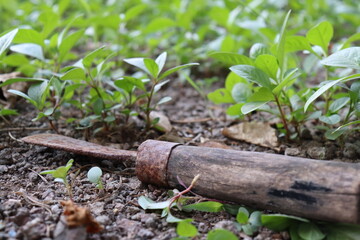 Collection of Indian Sickle (farm tools) hanging on wooden holder isolated on white .Elder laborer with plow tool and neck disease, 