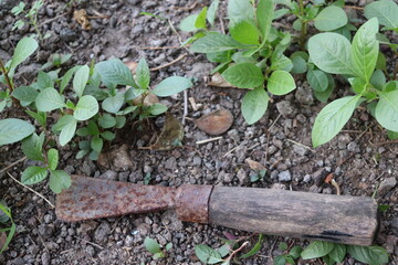 Collection of Indian Sickle (farm tools) hanging on wooden holder isolated on white .Elder laborer with plow tool and neck disease, 