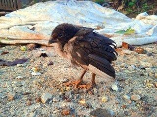 close up of a vulture in zoo