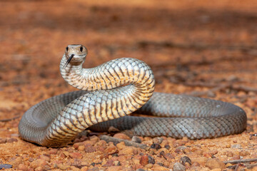 Highly venomous Australian Eastern Brown Snake