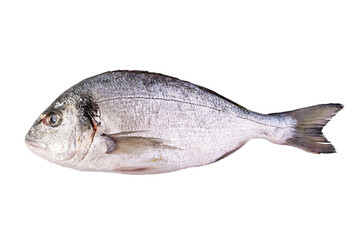 Raw fresh dorado fish isolated on white background. Gilt-head bream