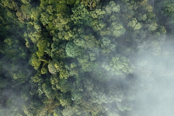 Aerial view of green summer tree and forest with a road