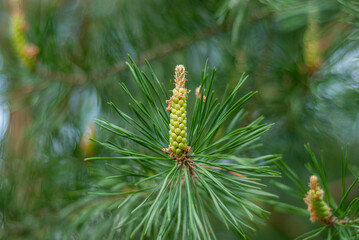 Green Pine Tree Sprout Pollen Macro