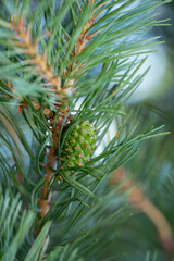 Green Pine Tree Sprout Conifer Cone Strobilus Macro