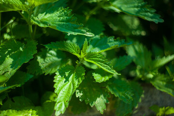 Stinging Nettles, botanical pattern. Nettle with fluffy green leaves. The nettle dioecious, Urtica dioica, with green leaves grows in natural thickets.
