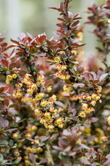 Detail of a flower on a twig of a thorn bush.