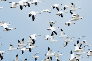 ハクガンの群れ (snow goose)