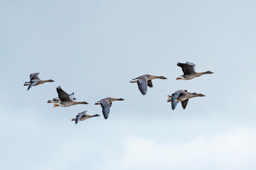 オオヒシクイ飛翔 (Bean goose)