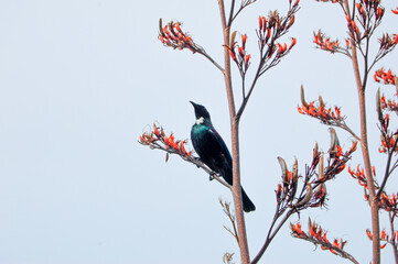 bird on a branch