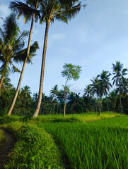 Obraz premium Beautiful Morning around the village in Banyuwangi, East Java, Indonesia.