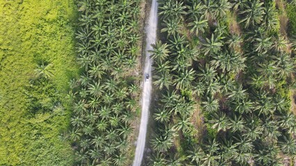 The Palm Oil Estates at Sarawak, the Borneo Island, Malaysia