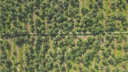 The Palm Oil Estates at Sarawak, the Borneo Island, Malaysia