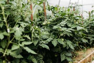 Unripe green eco-friendly vegetables. Row of tomatoes growing on garden bed in greenhouse, selective focus