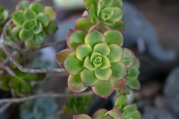 close up succulent
