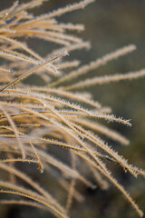 Obraz premium Frozen and frosty Bracken on a winter morning in London, UK 