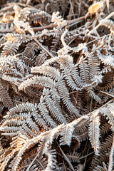 Frozen and frosty Bracken on a winter morning in London, UK	