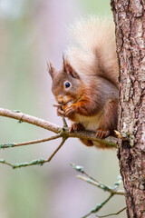 Red Squirrel eating nuts in the forests of the Cairngorms, Scotland	