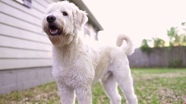 Cute dog standing and turing head. Beautiful white dog.