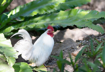 A white bantam walks in the garden forest.