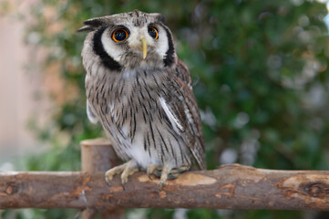 Close-up of a white-faced owl standing on a log.