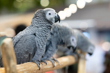 Animals - Three gray African parrots