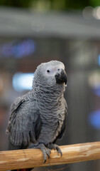 A gray African parrot perched on a log. © Thiradech