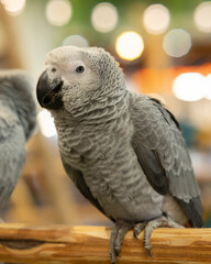 A gray African parrot perched on a log.