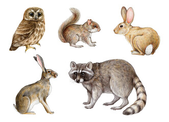 Hand drawn forest animals set. Realistic raccoon, squirrel, bunny, rabbit, owl illustrations. Wildlife forest and park cute animal set on white background