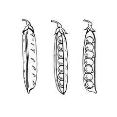 Peas pods sketch. Set. Hand drawn illustration converted to vector. Organic food illustration isolated on white background.