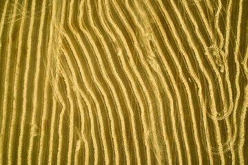 straw rolls after harvesting wheat top view background backdrop