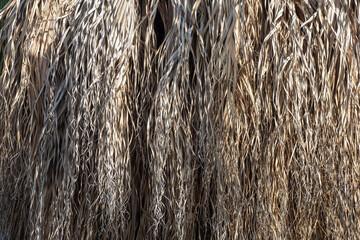 Close-up background of long, tan, brown palm frond leaves hanging