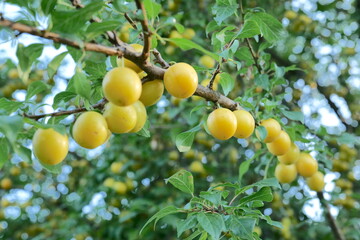 yellow cherry plum on a branch among green leaves