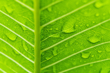 Macro closeup of Beautiful fresh green leaf with drop of water after the rain in morning sunlight nature background.