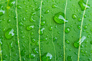 Macro closeup of Beautiful fresh green leaf with drop of water after the rain in morning sunlight nature background.