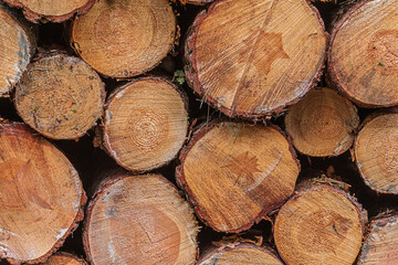 Stacks of single thick logs a day. Stacked pine trunks after felling. Sorted wood at harvest time. Many sawed logs with visible growth rings. reddish orange brown colored stems with bark