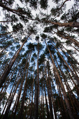 Pine grove of many tall trees, blue sky with clouds during the day, as a textured background image for the decoration of your design or illustrations.