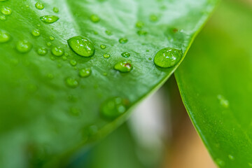 Macro closeup of Beautiful fresh green leaf with drop of water after the rain in morning sunlight nature background.