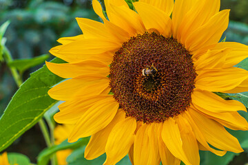 Large sunflowers in bloom. perfect yellow leaves of the flower. Sunflower seeds in the center of the flower. single bee on the flower. Green leaves of the sunflower plant