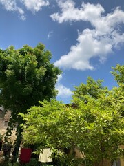 Obraz premium The canopy of tall trees framing a clear blue sky, with the sun shining through