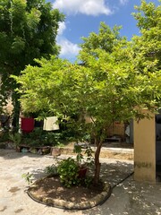 Mountains and trees near the village Pozar on a sunny summer day in the mountains (Greece, Central Macedonia)