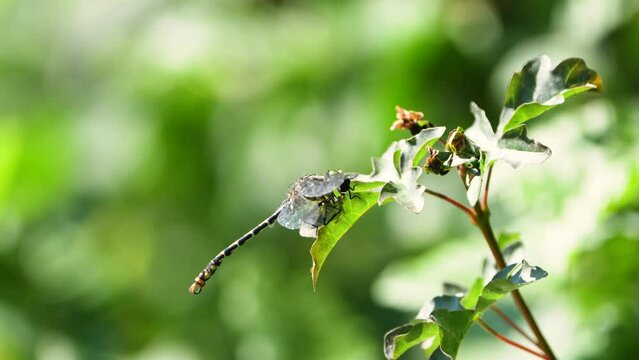Libelle, Keiljungfer am Ast, mit Beute am fressen